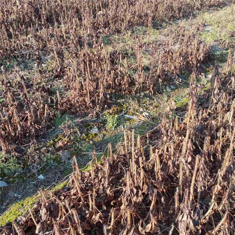 长梗刺五加苗 财源苗木冬季长梗刺五加苗 长梗刺五加苗价格