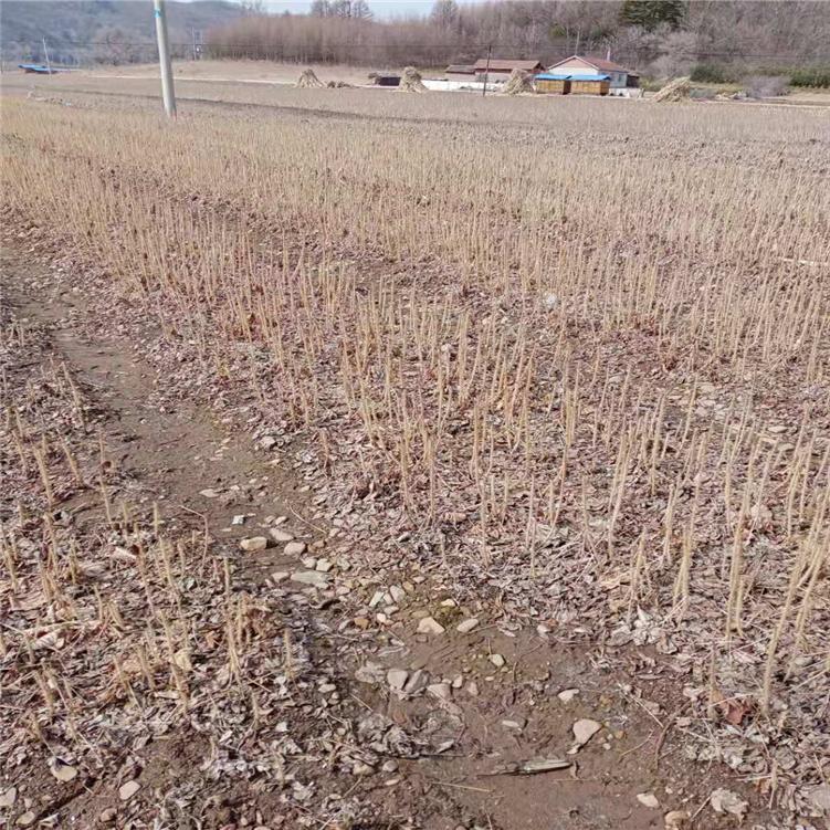 长梗刺五加苗 辽宁长梗刺五加苗培育基地