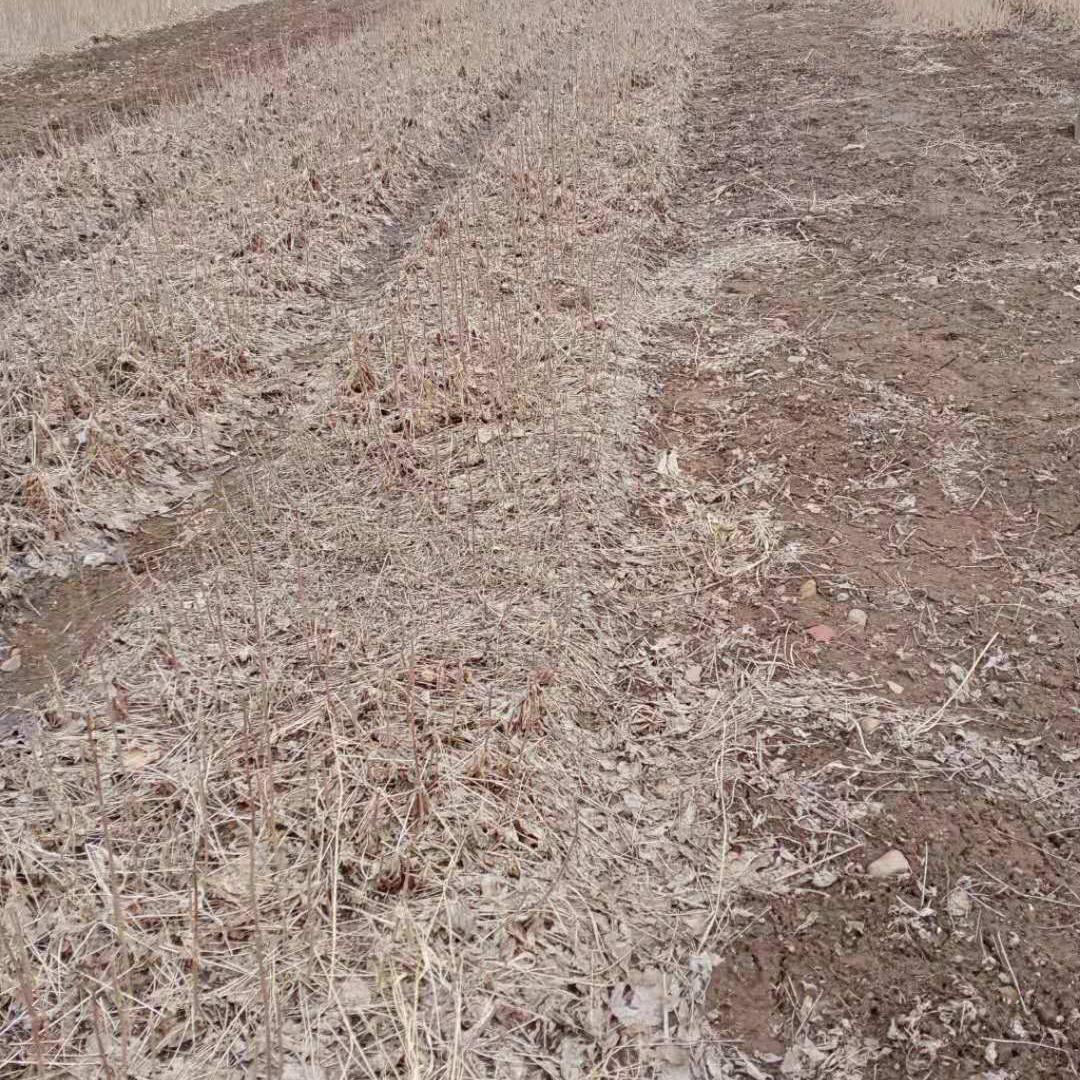 短梗刺五加苗 财源苗木短梗刺五加苗价格