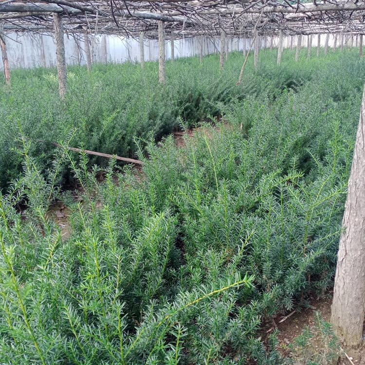 红豆杉苗 东北红豆杉苗基地批发