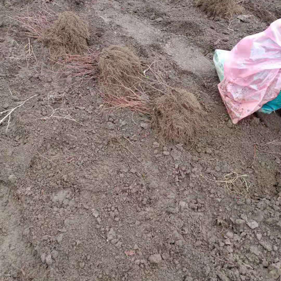 北五味子苗 一二年生北五味子苗价格 量大从优