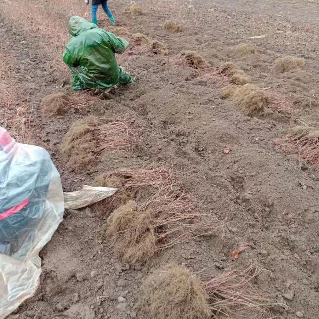 东北五味子苗根系发达 专业的挖苗队伍