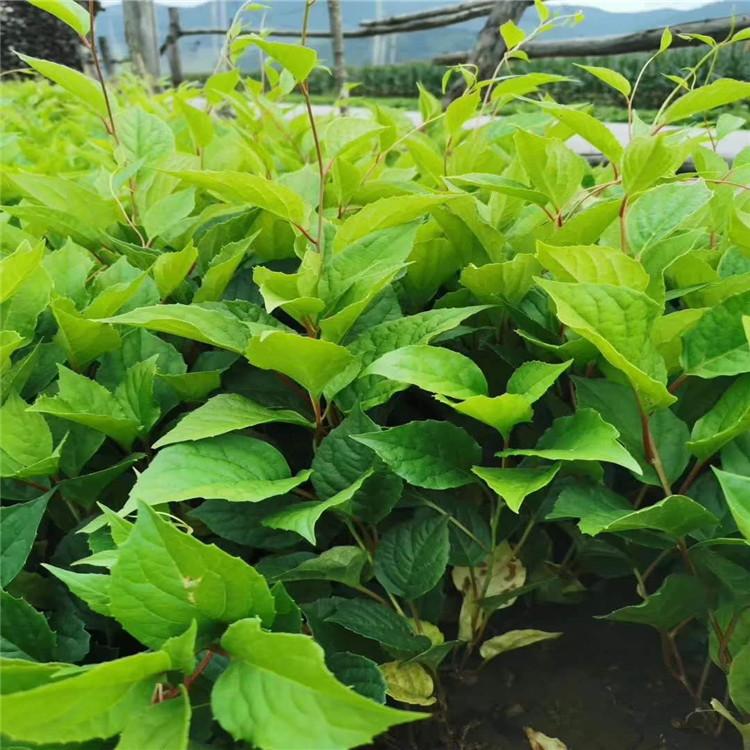 大量优惠五味子树苗  东北五味子苗  常年供应 