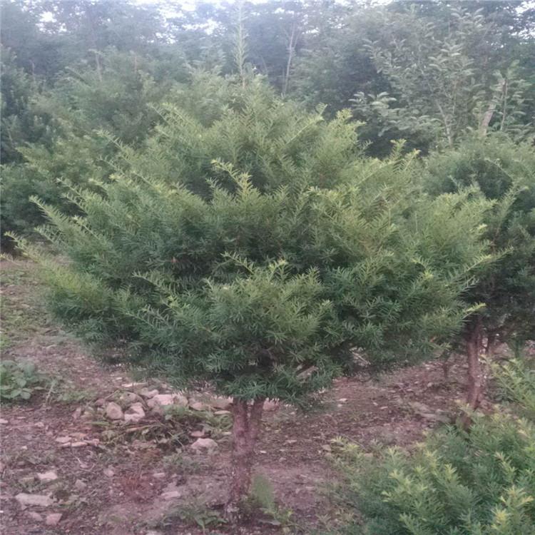 东北造型红豆杉 抗寒抗旱成活率高    红豆杉基地