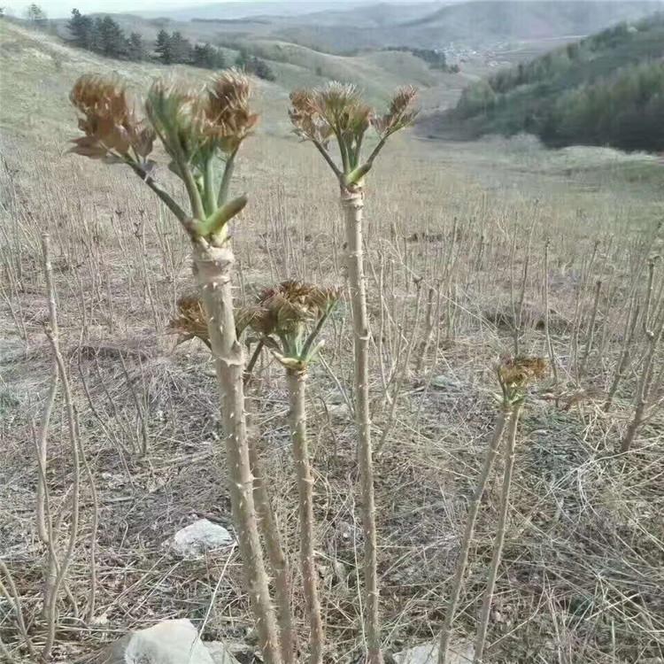 供应刺嫩芽苗 辽宁刺嫩芽苗价格 乌龙头苗基地直销