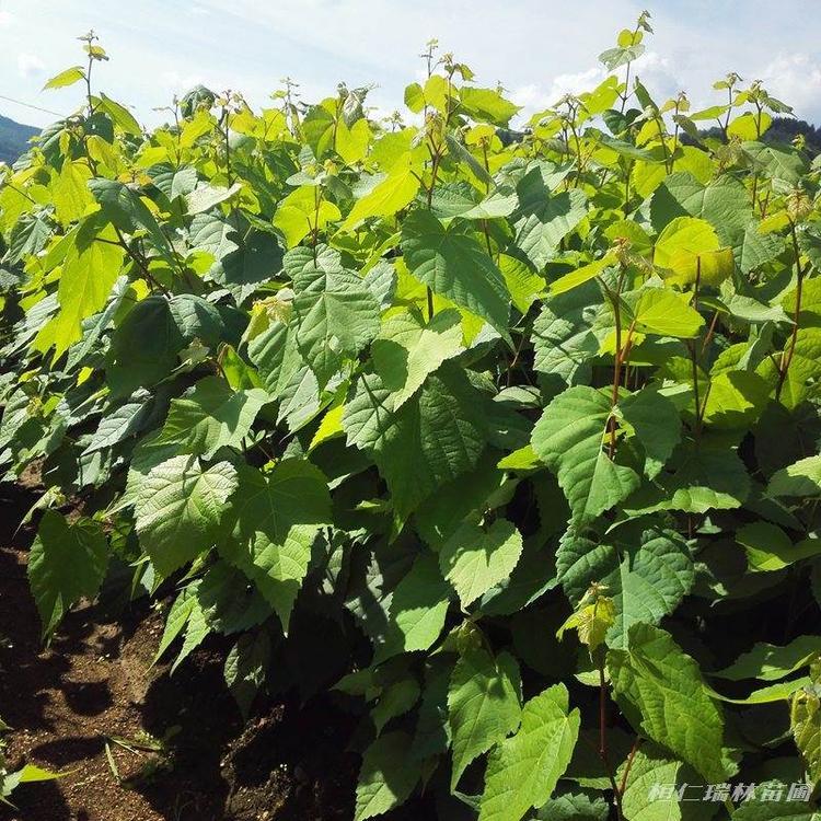  辽宁糠椴苗 圃地直供 紫椴树苗大量供应