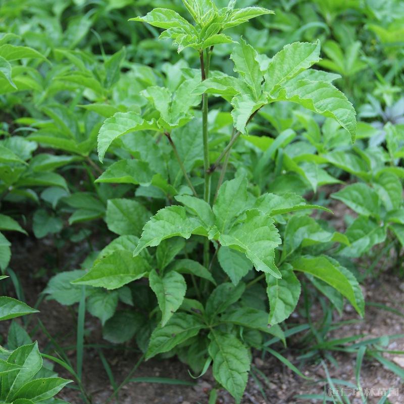 刺五加苗基地 刺五加苗价格 辽宁刺五加苗