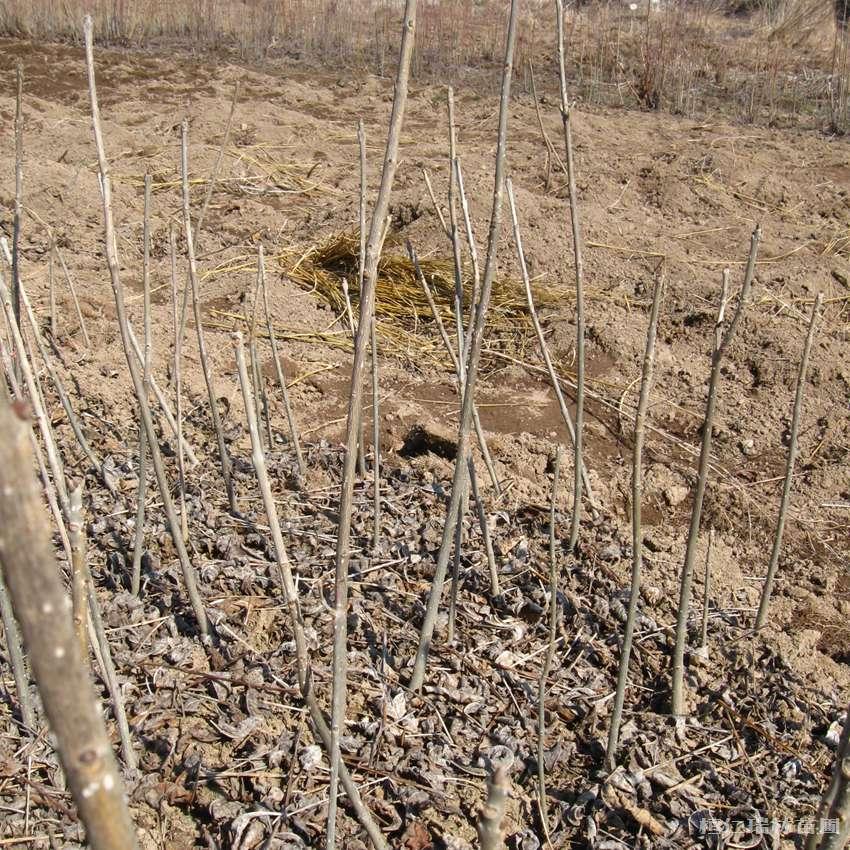 水曲柳苗供应 水曲柳苗价格 基地直供