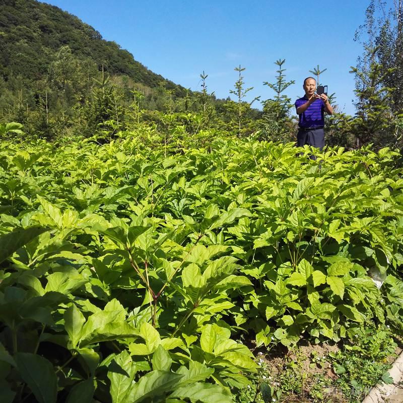 刺五加 刺五加苗 一二年生苗 桓仁瑞林苗圃