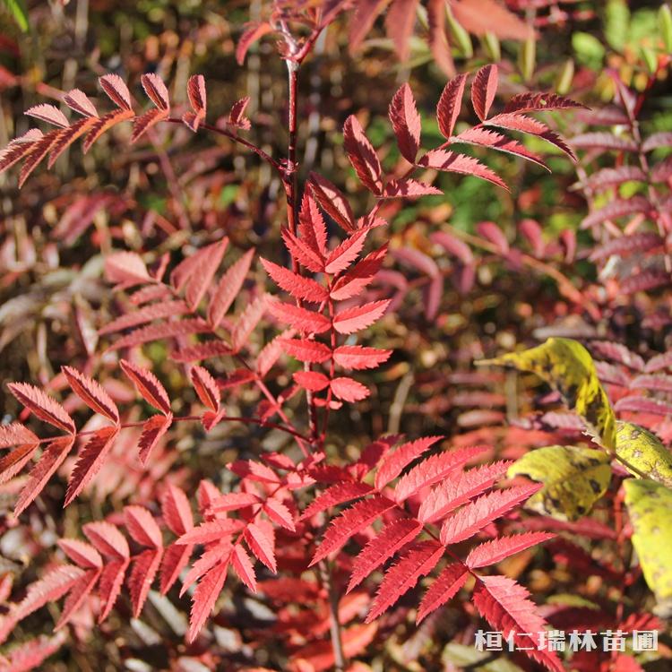 大量供应花楸苗 花楸小苗 花楸价格 根系发达易成活