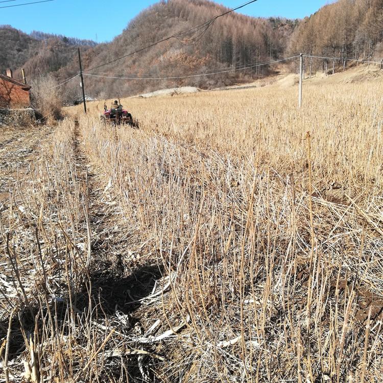 乌龙头苗 乌龙头树苗批发 桓仁瑞林