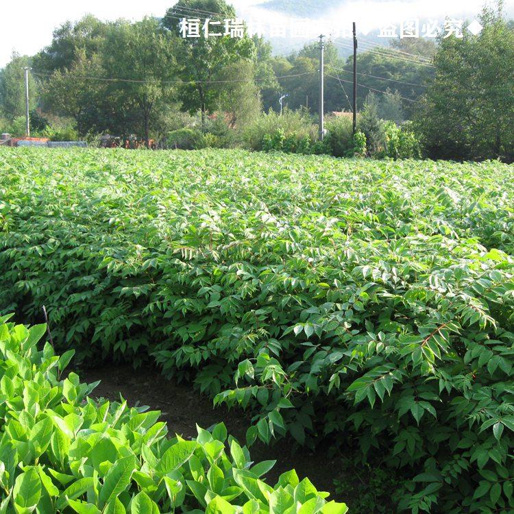 辽宁黄柏树苗 基地种植 黄柏苗 圃地直销供应