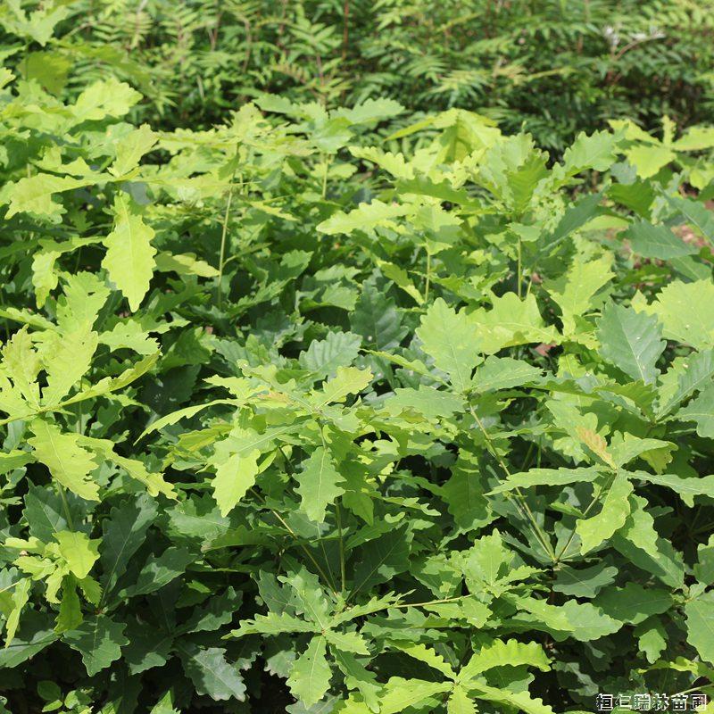 出售蒙古栎苗 蒙古栎小苗价格