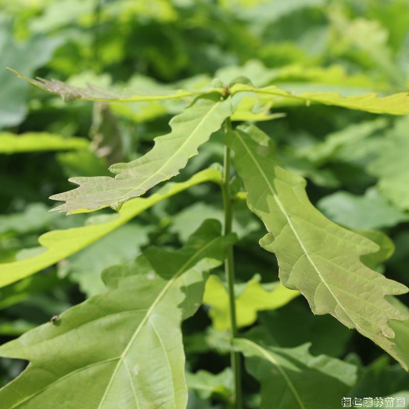 辽东栎苗 瑞林苗圃直供