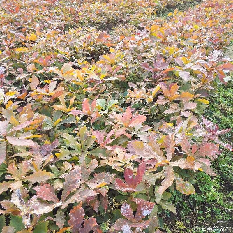 辽东栎树苗 柞树苗 蒙古栎小苗