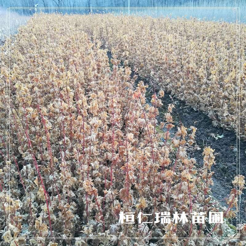 一二年生苗 九角枫树苗 九角枫小苗