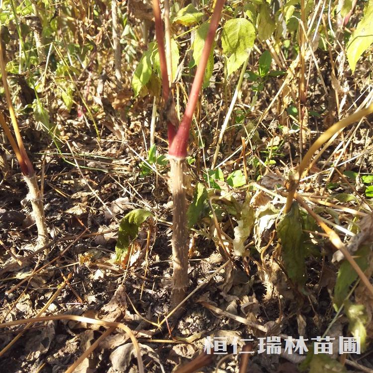 刺龙苞苗价格 红杆刺老包苗基地现采现发