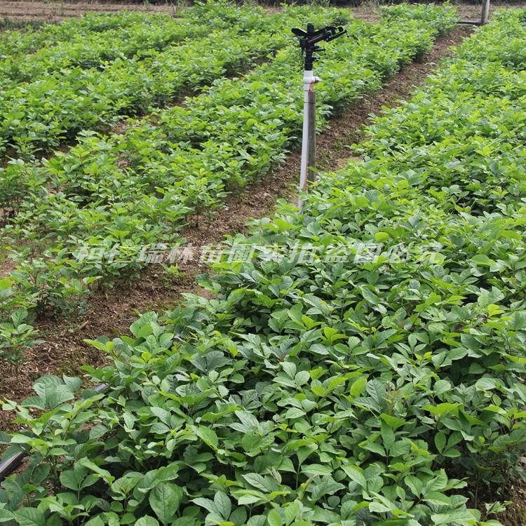 辽宁水曲柳 本溪水曲柳苗 树苗批发 厂家价格