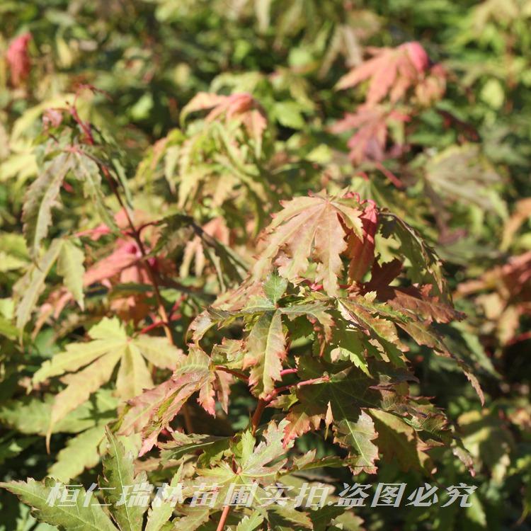 供应九角枫苗 辽宁九角枫树苗 基地直发