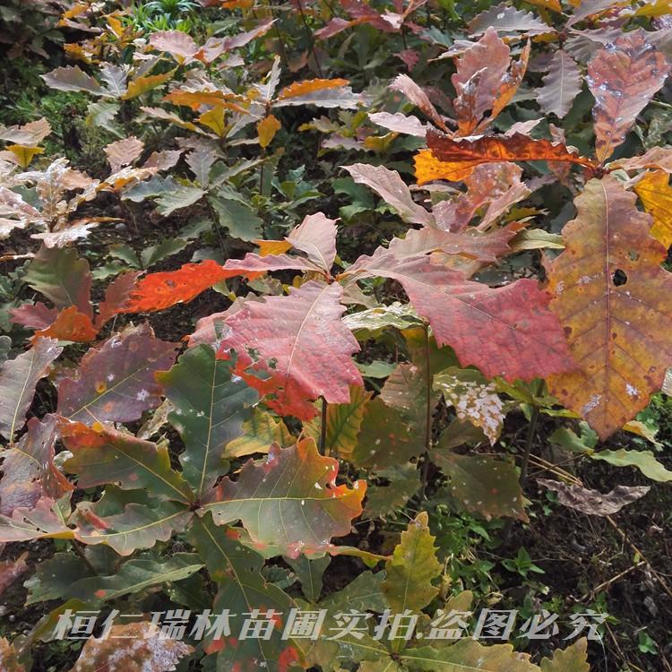蒙古栎树苗 辽东栎苗 柞树小苗 橡树苗 基地直供