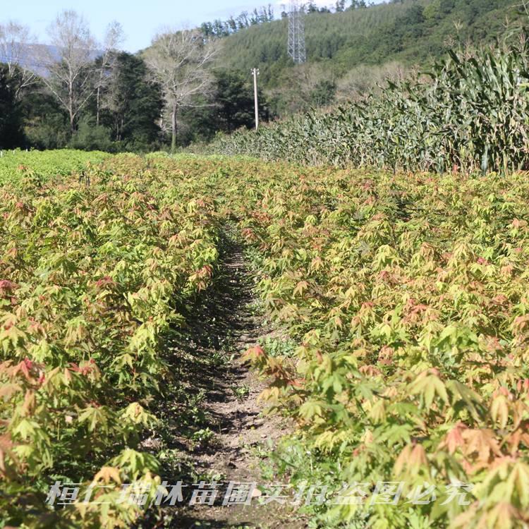 实拍九角枫苗 辽宁九角枫苗 自家苗圃九角枫