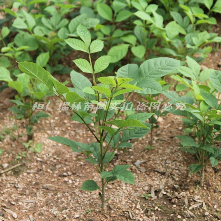 水曲柳苗出售 批发水曲柳 苗好价格低