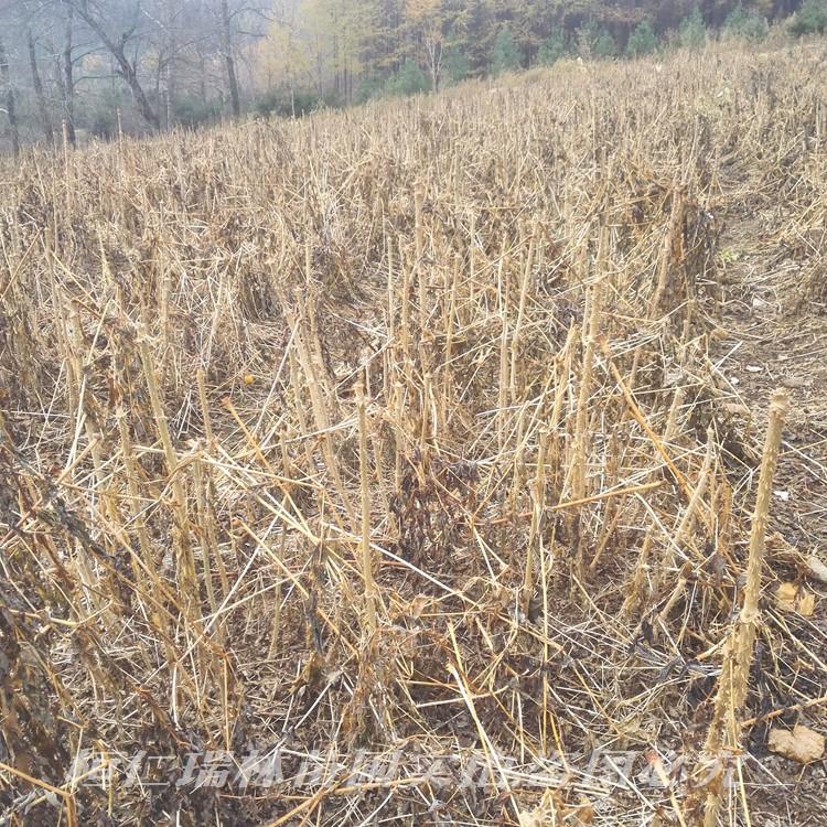 桓仁瑞林 刺老芽苗 刺龙芽苗 龙芽楤木 质优价廉