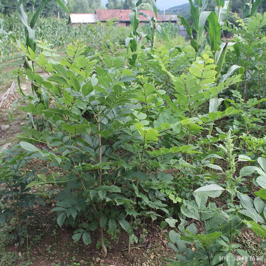 水曲柳苗出售 批发水曲柳 品质好 基地批发