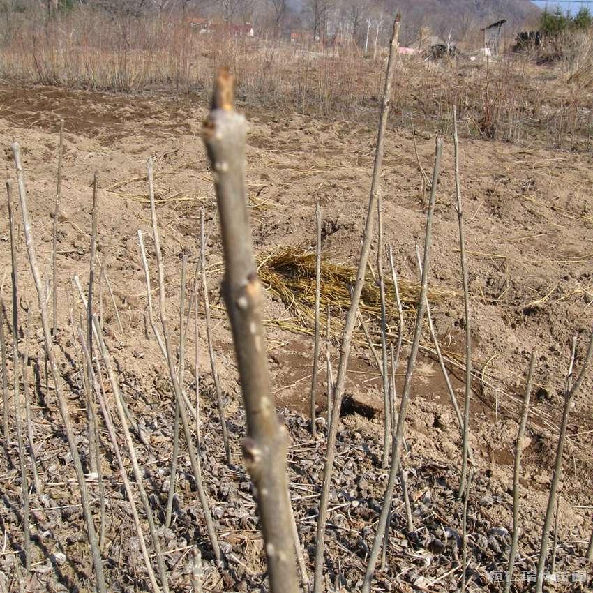 辽宁水曲柳苗出售 批发水曲柳 基地直营
