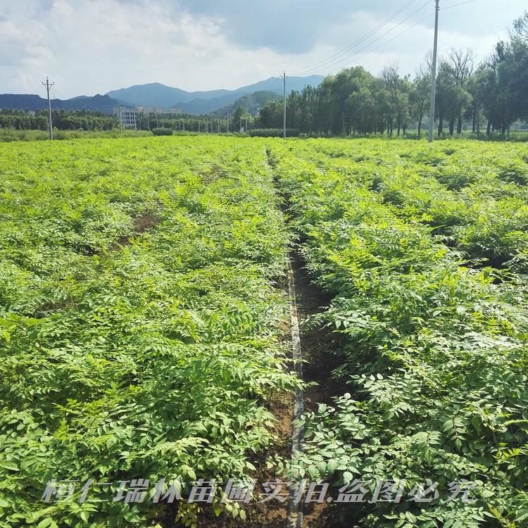 刺龙苞苗价格 刺老苞种苗批发 刺老包种苗基地