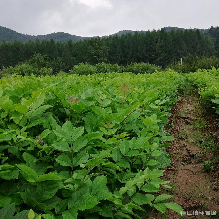 水曲柳苗批发 品质好苗 可实地看苗