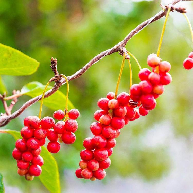 桓仁瑞林  五味子苗基地 五味子苗价格 厂家供应