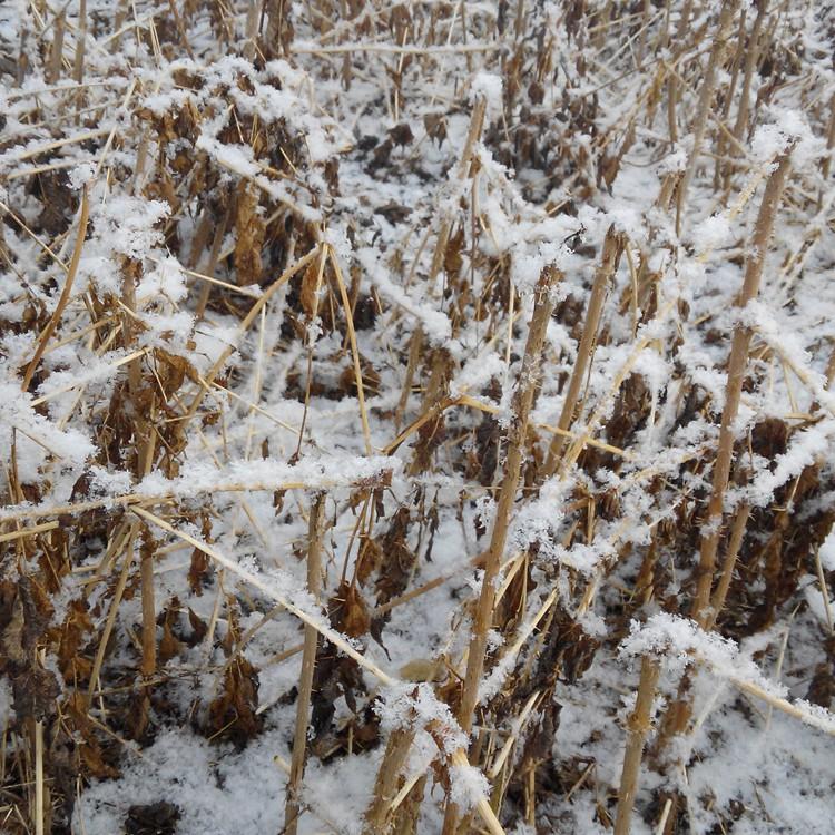 刺龙芽苗 刺龙芽苗价格 辽宁刺龙芽苗批发