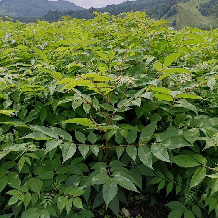 辽宁种植基地直销黄柏苗 圃地批发