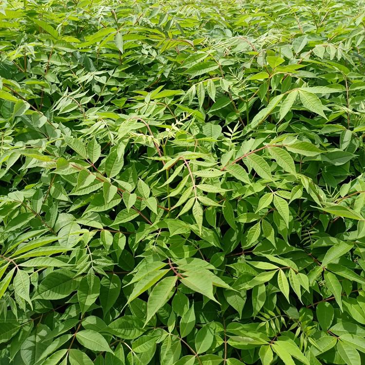 基地批发一二年生黄柏苗 欢迎来电咨询