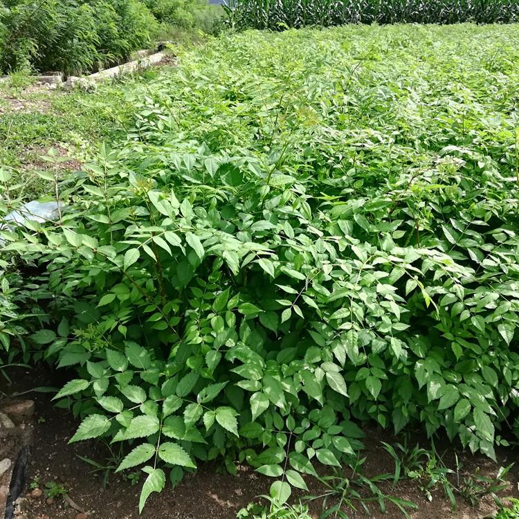 东北刺老芽树苗 刺老芽苗批发