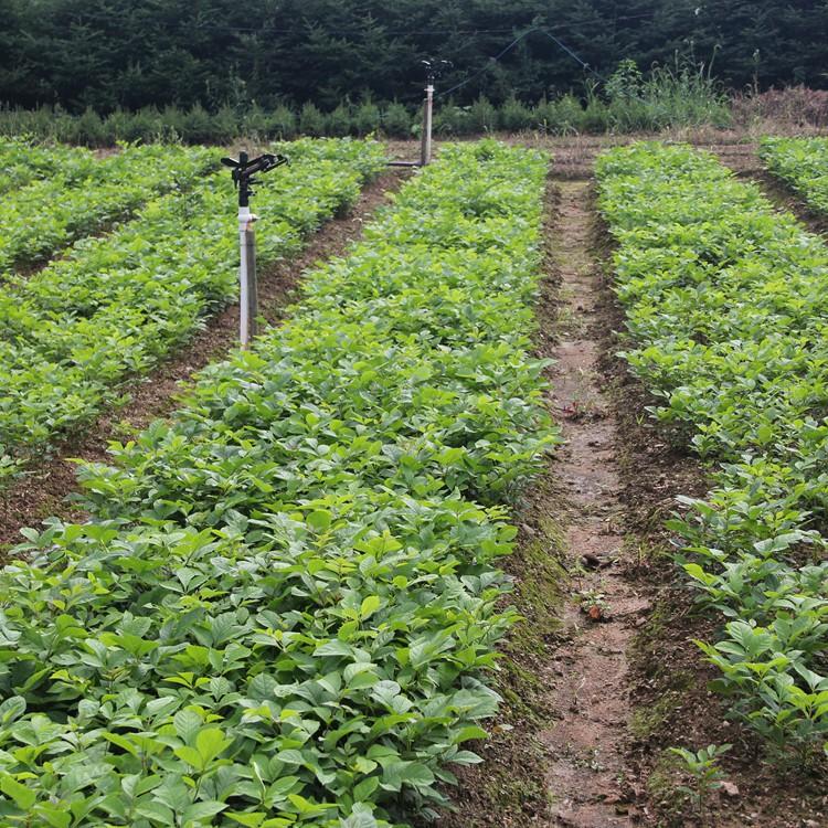 基地批发一年生水曲柳苗