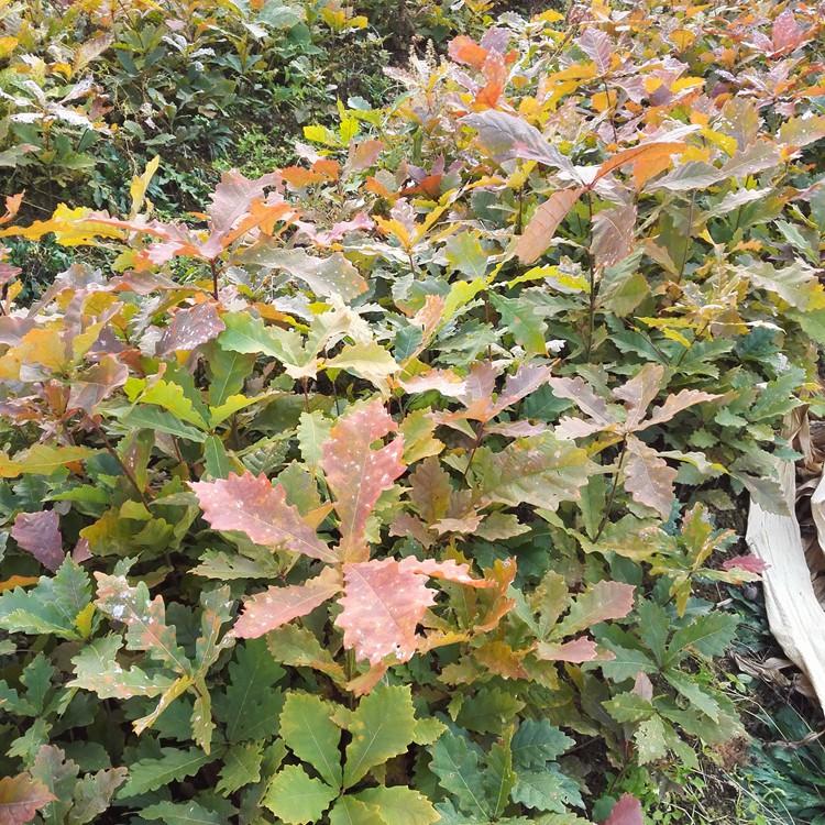 辽宁蒙古栎苗 基地直销