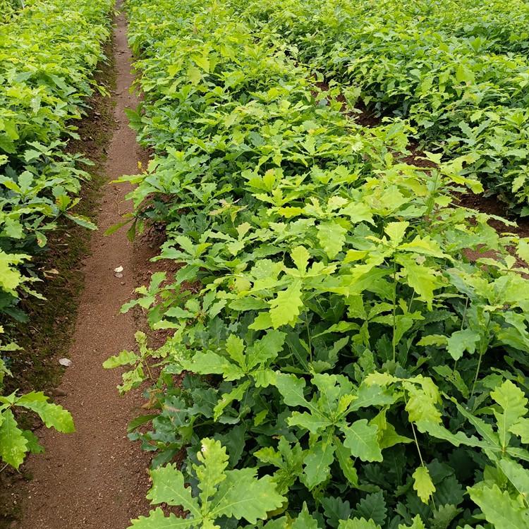 蒙古栎小苗 蒙古栎苗基地批发