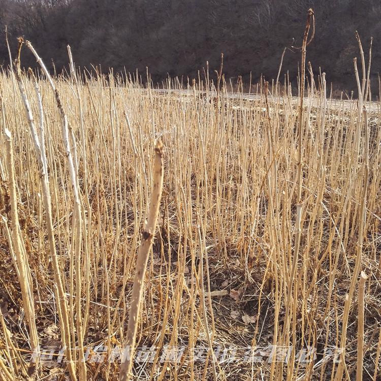 批发红刺老包苗 刺老苞树苗 刺老苞种苗价格