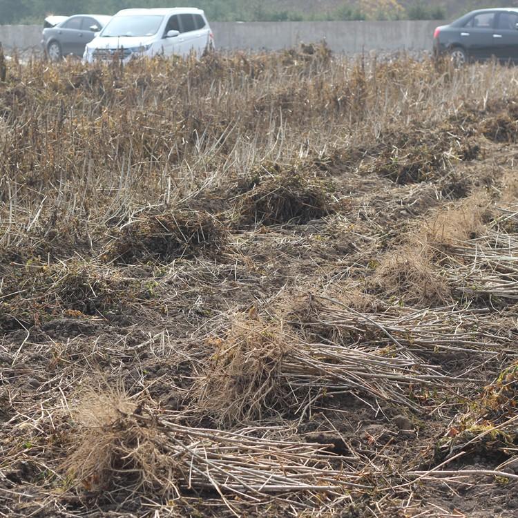 出售乌龙头苗 学名楤木 五加科植物