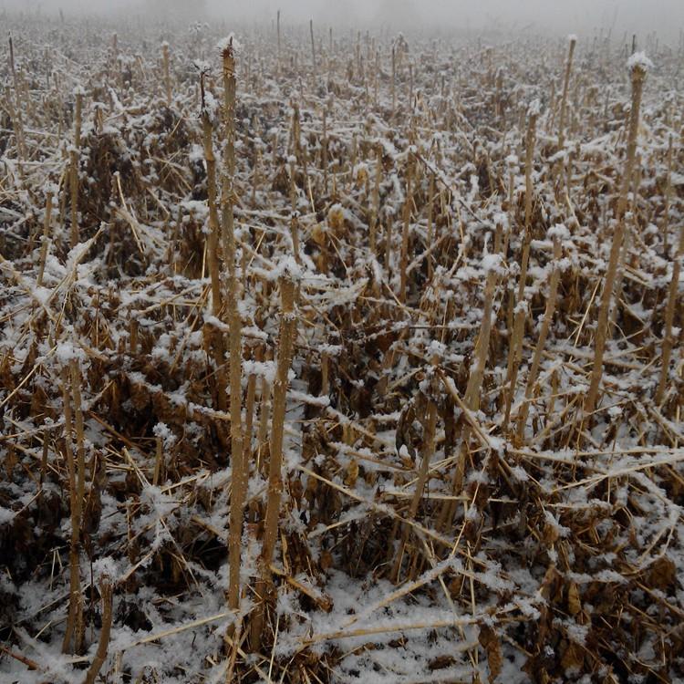 乌龙头苗价格 乌龙头树苗种植