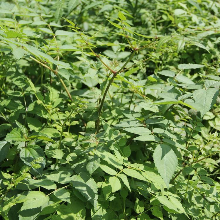 乌龙头苗 供应优质乌龙头树苗