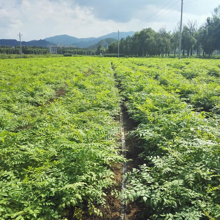 刺老包苗 乌龙头苗 刺老包种苗 树头菜苗