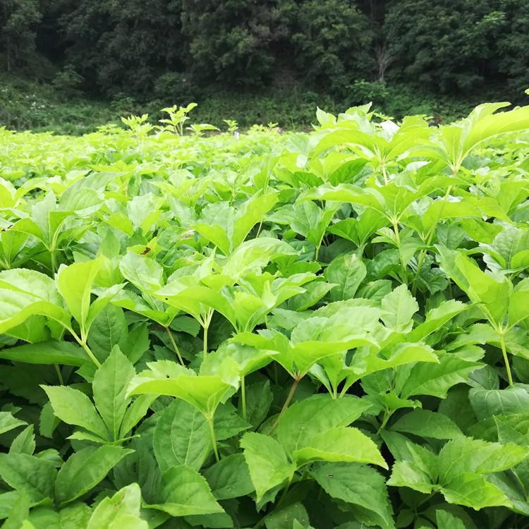 刺五加苗 刺五加山野菜种苗 五加科植物