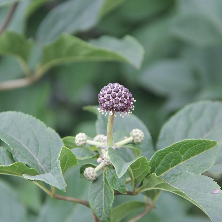 刺五加苗 东北刺五加苗 辽宁刺五加苗 大量批发刺五加苗
