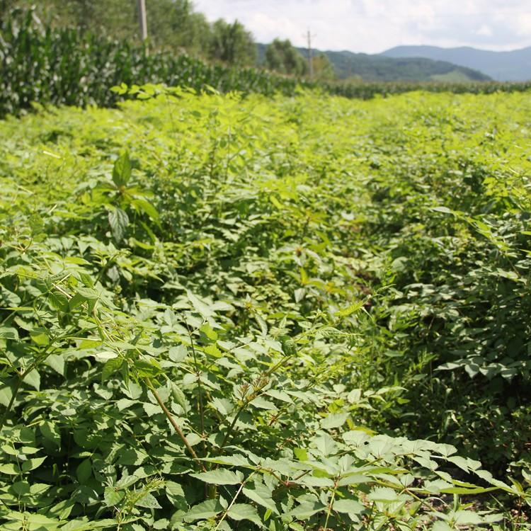 乌龙头苗基地 乌龙头苗子种植技术