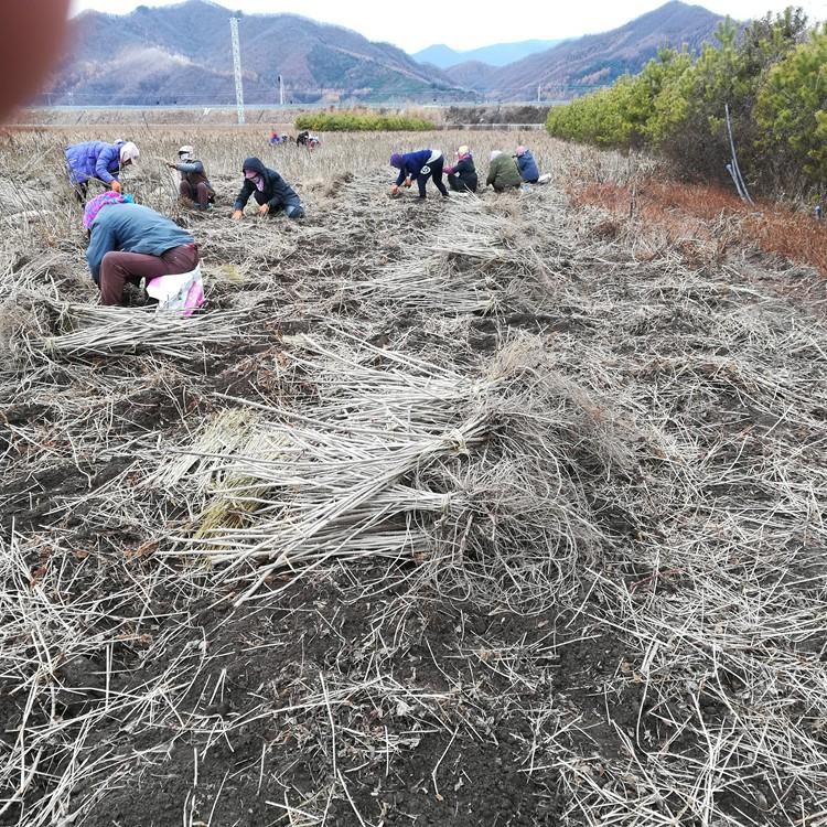 乌龙头苗单株价格 红杆刺老包苗 基地现起现发