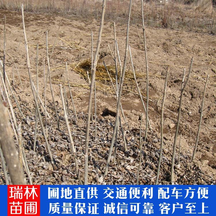 苗圃大量批发 水曲柳苗 水曲柳苗价格