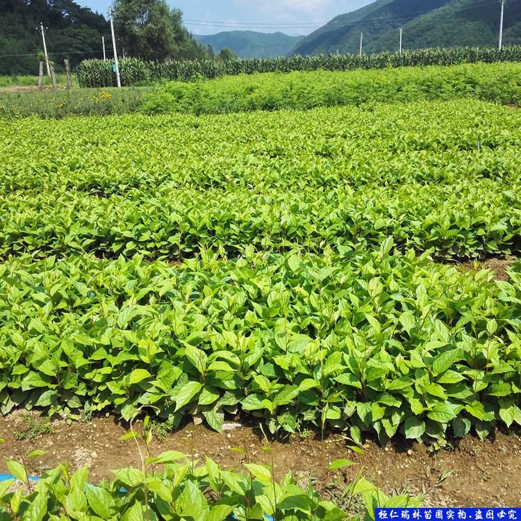 产地供应 五味子小苗 五味子种植基地 品质好苗